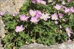 Geranium cinereum Cav.