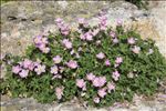 Geranium cinereum Cav.