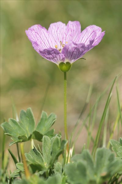 Geranium cinereum Cav.