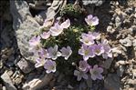 Geranium cinereum Cav.