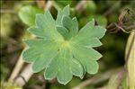 Geranium cinereum Cav.