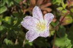 Geranium cinereum Cav.