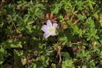 Geranium cinereum Cav.