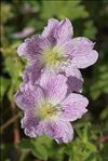 Geranium cinereum Cav.