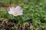 Geranium cinereum Cav.