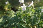 Geranium pratense L.