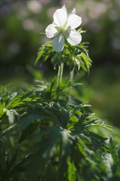 Geranium pratense L.