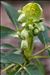 Helleborus viridis L.