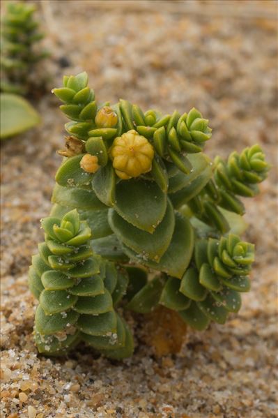 Honckenya peploides (L.) Ehrh.