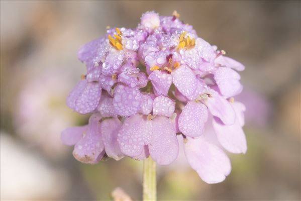 Iberis aurosica Chaix