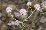 Iberis aurosica Chaix