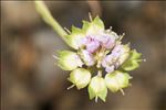 Iberis aurosica Chaix