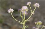 Iberis aurosica Chaix