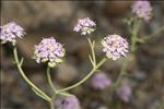 Iberis aurosica Chaix