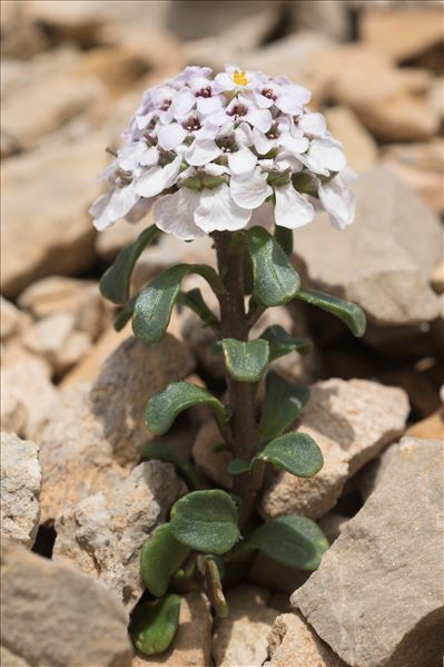 Iberis spathulata J.P.Bergeret ex DC.