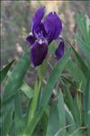 Iris lutescens Lam. subsp. lutescens