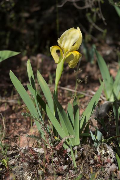 Iris lutescens Lam. subsp. lutescens