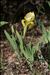 Iris lutescens Lam.