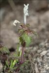 Lamium bifidum Cirillo