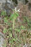 Lamium bifidum Cirillo