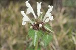 Lamium bifidum Cirillo