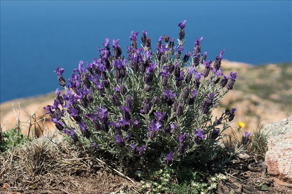 Lavandula stoechas L.