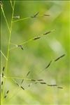 Eragrostis pectinacea (Michx.) Nees