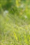 Eragrostis pectinacea (Michx.) Nees