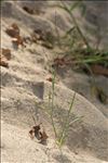 Eragrostis pectinacea (Michx.) Nees