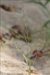 Eragrostis pectinacea (Michx.) Nees