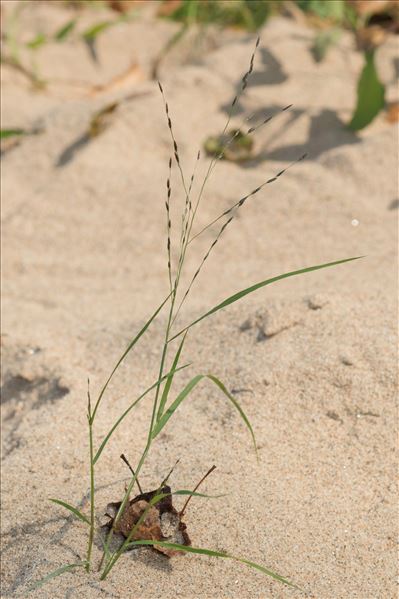 Eragrostis pectinacea (Michx.) Nees