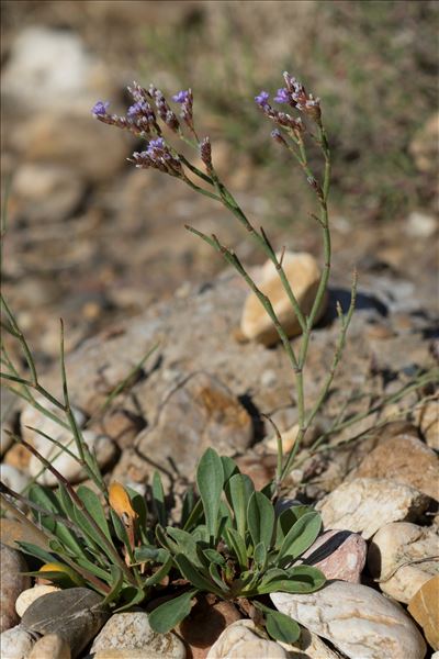Limonium auriculiursifolium (Pourr.) Druce
