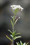 Lobularia maritima (L.) Desv. subsp. maritima