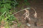 Luzula sylvatica (Huds.) Gaudin