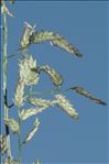 Eragrostis pilosa (L.) P.Beauv.