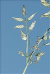 Eragrostis pilosa (L.) P.Beauv.