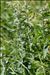 Mentha longifolia (L.) Huds.
