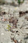 Minuartia setacea (Thuill.) Hayek