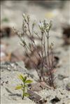 Minuartia setacea (Thuill.) Hayek