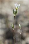 Minuartia setacea (Thuill.) Hayek