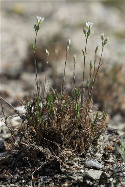 Minuartia setacea (Thuill.) Hayek