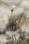 Minuartia setacea (Thuill.) Hayek