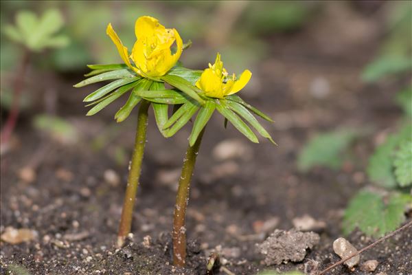 Eranthis hyemalis (L.) Salisb.