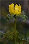 Eranthis hyemalis (L.) Salisb.