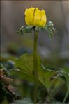 Eranthis hyemalis (L.) Salisb.