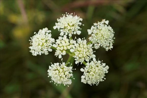 Oenanthe globulosa L.