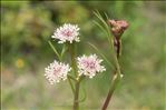 Oenanthe globulosa L.