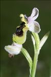 Ophrys tenthredinifera subsp. ficalhoana (J.A.Guim.) M.R.Lowe & D.Tyteca