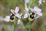 Ophrys tenthredinifera Willd. subsp. tenthredinifera