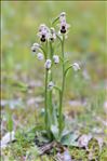 Ophrys tenthredinifera subsp. ficalhoana (J.A.Guim.) M.R.Lowe & D.Tyteca